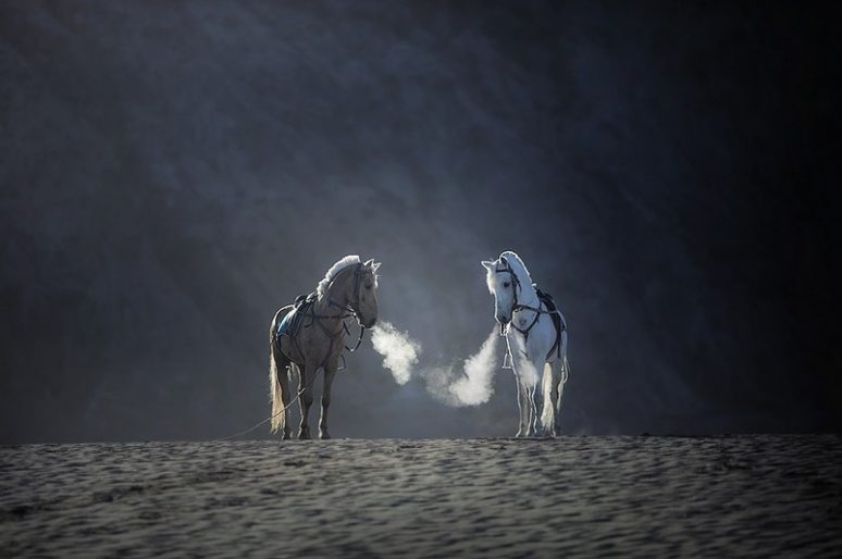 [Photography] L’Indonésie animale vue par Achmad Munasit