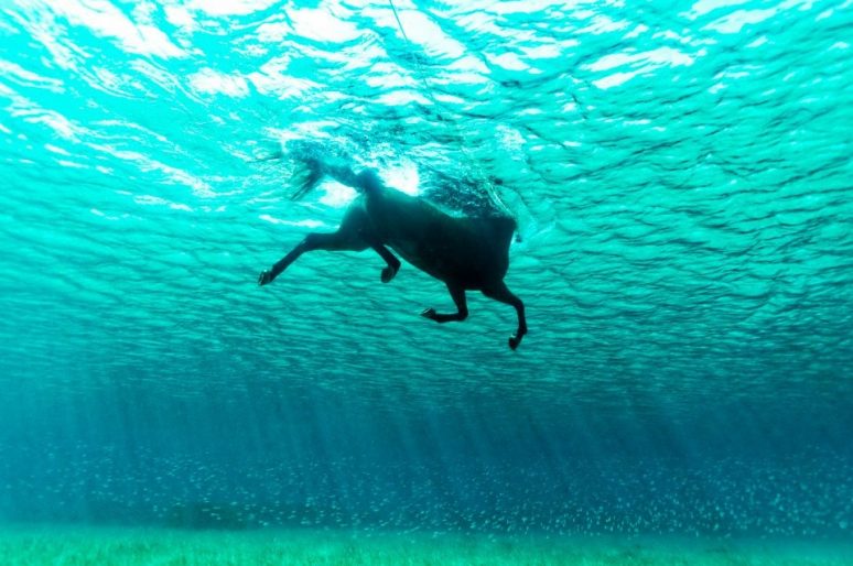 [Photography] Kurt Arrigo : Seahorse, le cheval dans l’eau