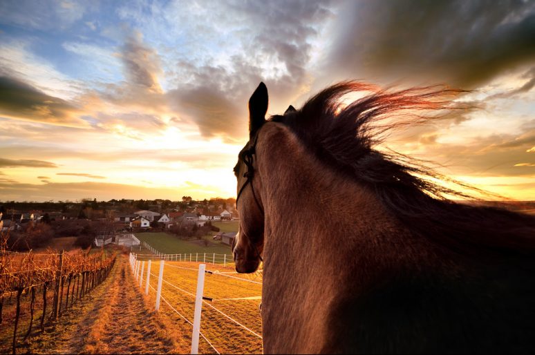 [Equestrian Photography] Dan : le jour et la lumière