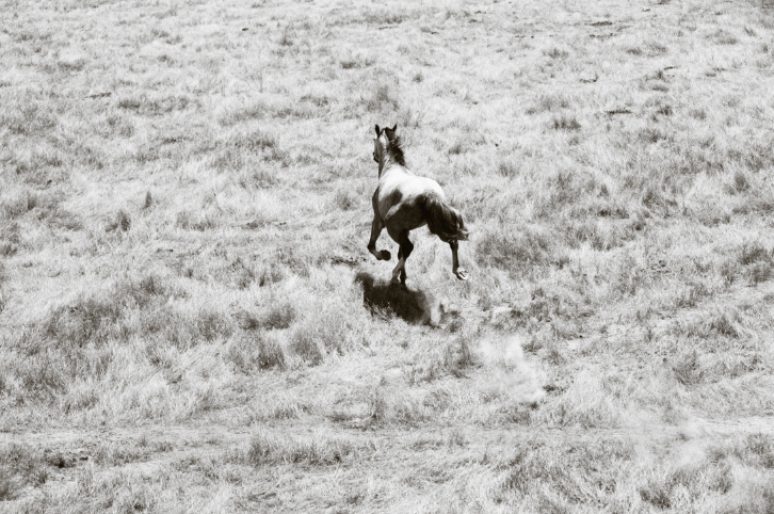 [Equestrian Photography] Les brumbies de Nick Leary