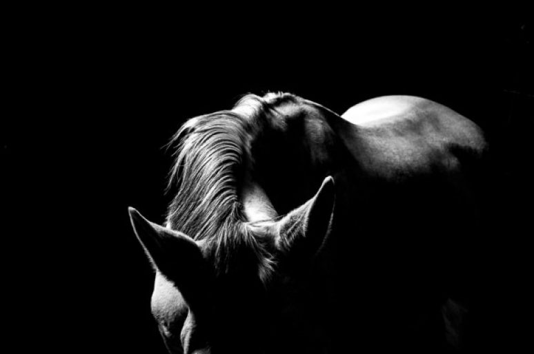 [Equestrian Photography] Nick Aldridge : Horses