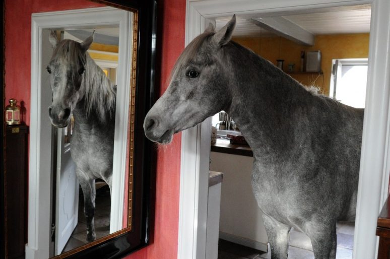 [Lifestyle] Nasar, le cheval à la maison comme à l’écurie