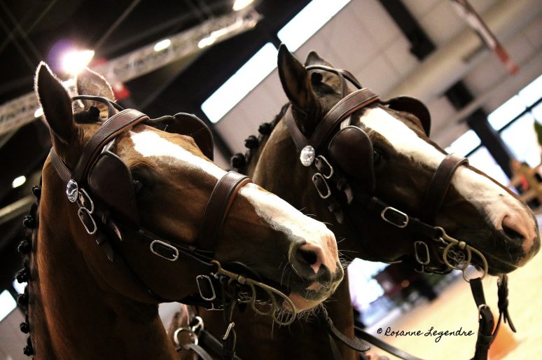 [Jumping Bordeaux 2014] Les rois de l’attelage