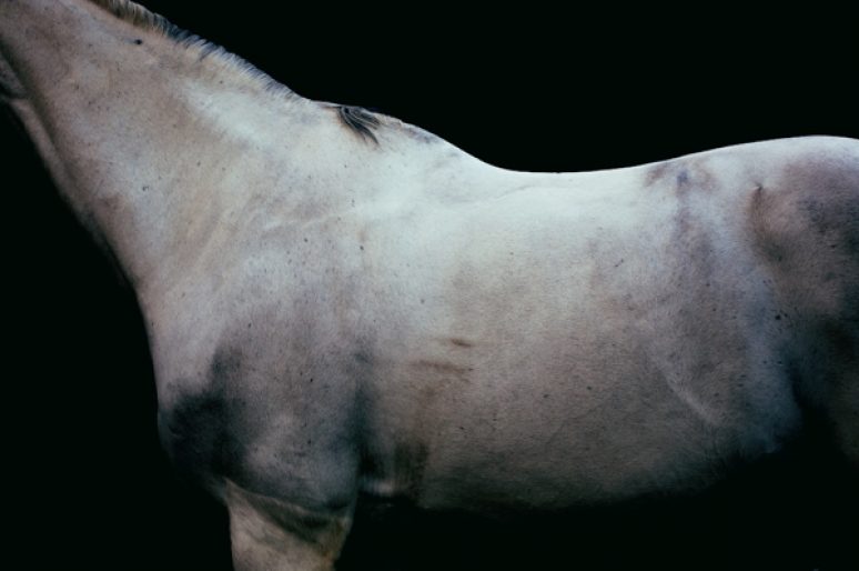 [Equestrian Photography] Luca Sage : “The Grey”