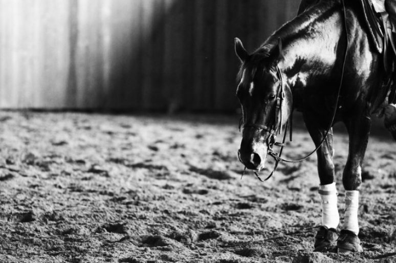 [Equestrian Photography] Silvia Mozzon : quarter horse