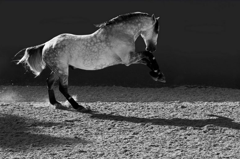 [Equestrian Photography] Lisa Mardell : Black and white