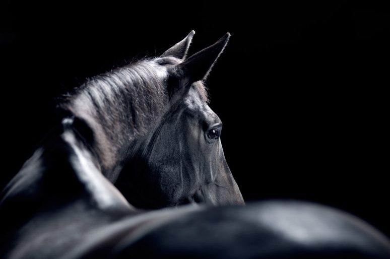 [Equestrian Photography] Jonatan Fernström : Horses