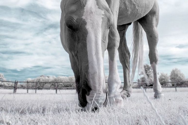 [Equestrian Photography] David Baterip : Infrared Horse