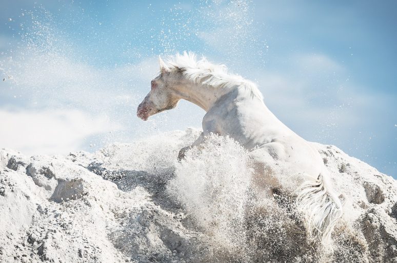 [Equestrian photography] Pola Gałczyńska : Pure and Simple