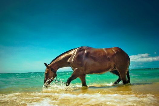 [Photography] C.J. DeWolf : Horses in Hawaï