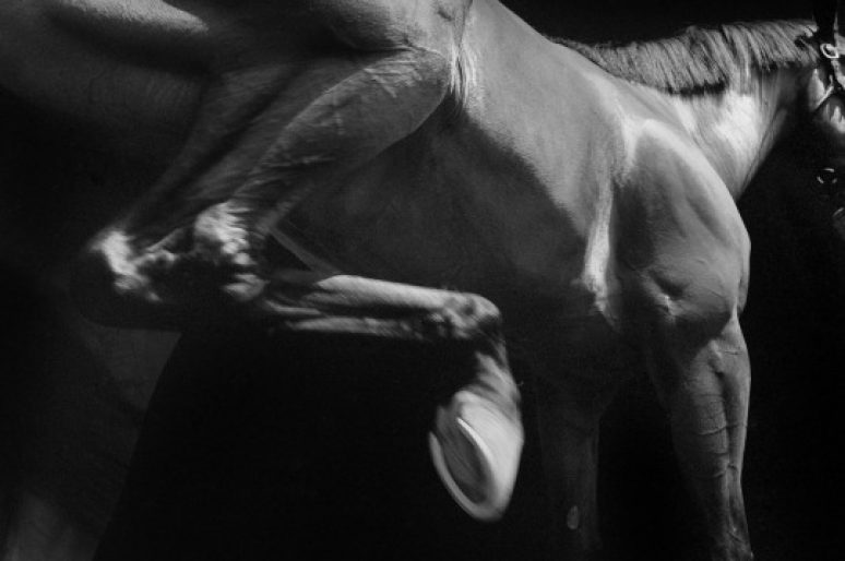 [Equestrian Photography] Neil Latham : American Thoroughbred