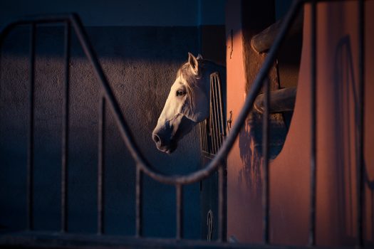 [Equestrian Photography] Tabata Briceno : Horses
