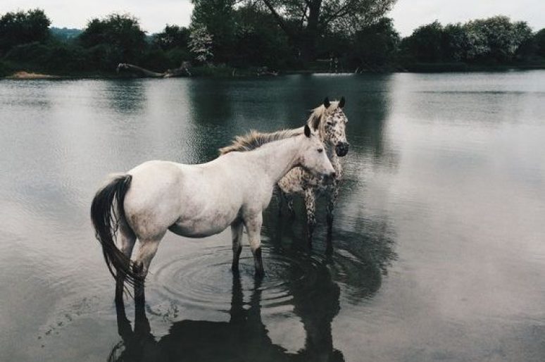 [Equestrian Photography] Stian Lothe : Horses