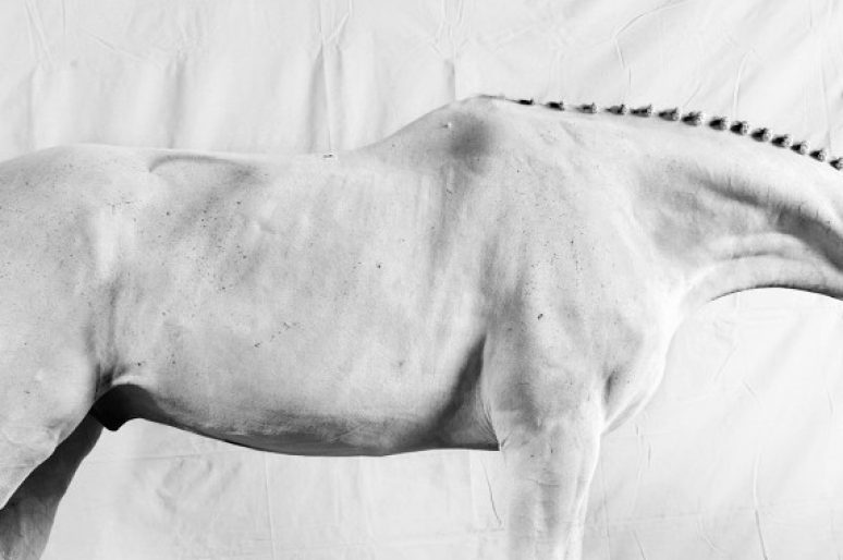 [Equestrian Photography] Juan Lamarca : Horse Series II