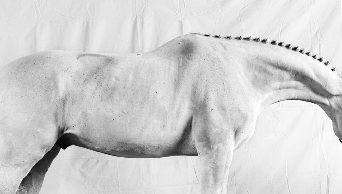 [Equestrian Photography] Juan Lamarca : Horse Series II | PegaseBuzz ...