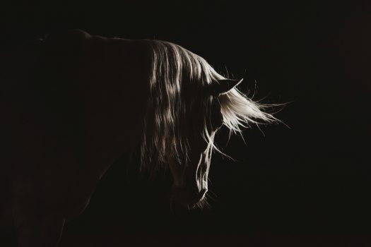[Equestrian Photography] Malin Wengdahl playing with lights