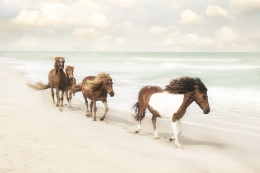 [Photography] Jan Lakey : Wild Horses