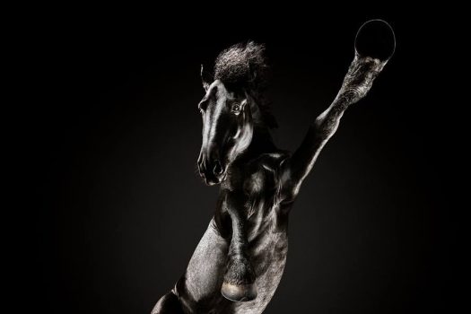 [Photography] Andrius Burba under Horses