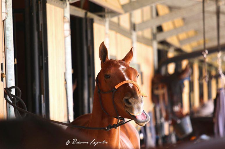 [Behind My Lens] Polo Club du Domaine de Chantilly