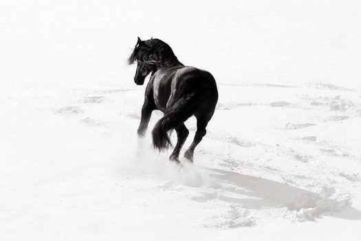 [Equestrian Photography] Mark Harvey : Horses