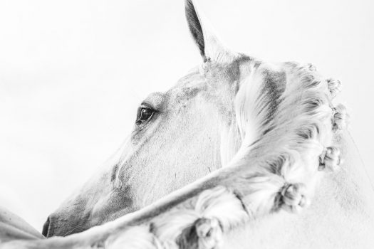 [Equestrian Photography] Les crinières de Philippa Davin