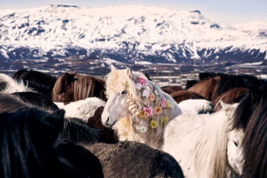 [Photography] Gray Malin : des chevaux islandais pas comme les autres